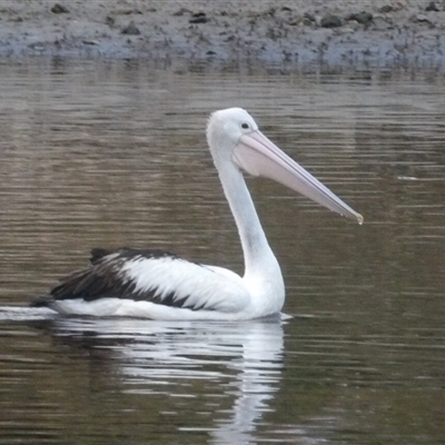 Pelecanus conspicillatus at Evans Head, NSW - 6 Jul 2025 by MatthewFrawley