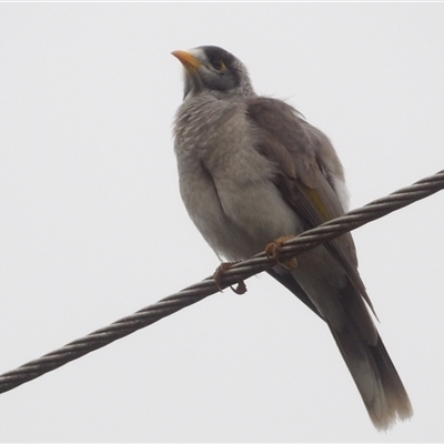 Manorina melanocephala at Evans Head, NSW - 6 Jul 2025 by MatthewFrawley