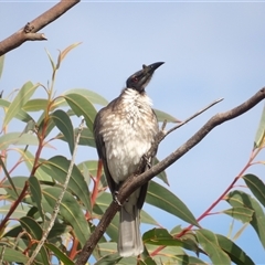 Philemon corniculatus at Evans Head, NSW - 6 Jul 2025 by MatthewFrawley