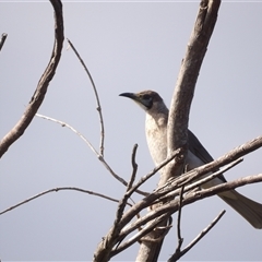 Philemon corniculatus at Evans Head, NSW - 6 Jul 2025 by MatthewFrawley