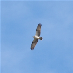 Pandion haliaetus at Evans Head, NSW - 6 Jul 2025 by MatthewFrawley