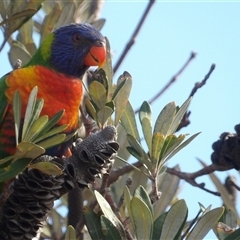 Trichoglossus moluccanus at Evans Head, NSW - 6 Jul 2025 by MatthewFrawley