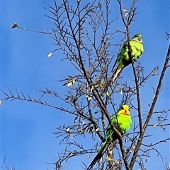 Polytelis swainsonii at Amaroo, ACT - Today by Timberpaddock