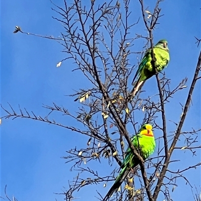 Polytelis swainsonii at Amaroo, ACT - Today by Timberpaddock