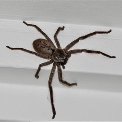 Isopeda montana (Mountain Huntsman) at Emerald, VIC - Today by GlossyGal