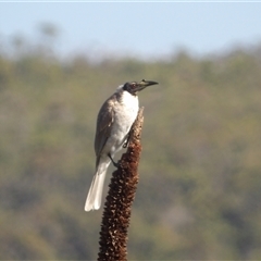 Philemon corniculatus (Noisy Friarbird) at Evans Head, NSW - 6 Jul 2025 by MatthewFrawley