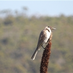 Philemon corniculatus at Evans Head, NSW - 6 Jul 2025 12:16 PM