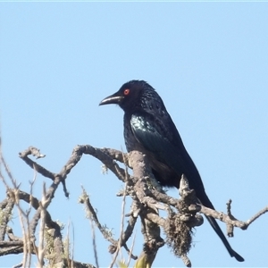 Dicrurus bracteatus (Spangled Drongo) at Evans Head, NSW - 6 Jul 2025 by MatthewFrawley
