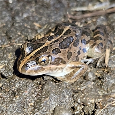 Limnodynastes tasmaniensis (Spotted Grass Frog) at Braidwood, NSW - Today by MatthewFrawley