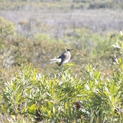 Philemon corniculatus at Evans Head, NSW - 6 Jul 2025 by MatthewFrawley
