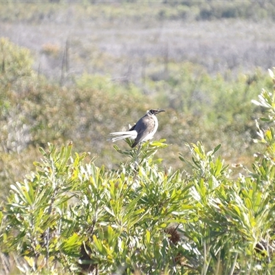 Philemon corniculatus at Evans Head, NSW - 6 Jul 2025 by MatthewFrawley