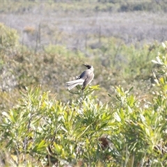 Philemon corniculatus at Evans Head, NSW - 6 Jul 2025 01:01 PM