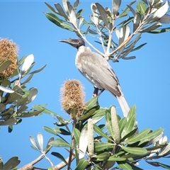 Philemon corniculatus at Evans Head, NSW - 6 Jul 2025 by MatthewFrawley