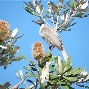 Philemon corniculatus at Evans Head, NSW - 6 Jul 2025 by MatthewFrawley