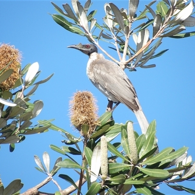 Philemon corniculatus at Evans Head, NSW - 6 Jul 2025 by MatthewFrawley