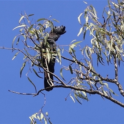 Calyptorhynchus banksii (Red-tailed Black-cockatoo) at Chewko, QLD - 14 Jun 2025 by Clarel