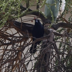 Melloria quoyi (Black Butcherbird) at Cairns North, QLD - 16 Jun 2025 by Clarel