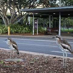 Burhinus grallarius (Bush Stone-curlew) at Cairns City, QLD - 8 Jun 2025 by Clarel
