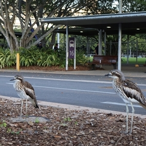 Burhinus grallarius at Cairns City, QLD - 8 Jun 2025 05:27 PM