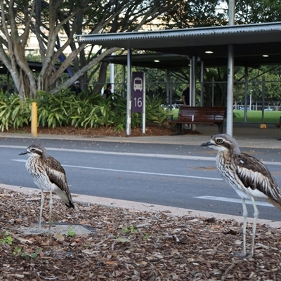Burhinus grallarius (Bush Stone-curlew) at Cairns City, QLD - 8 Jun 2025 by Clarel