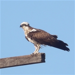 Pandion haliaetus at Evans Head, NSW - 6 Jul 2025 by MatthewFrawley