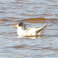 Thalasseus bergii at Evans Head, NSW - 6 Jul 2025 02:16 PM