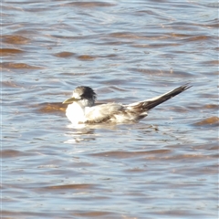 Thalasseus bergii at Evans Head, NSW - 6 Jul 2025 02:16 PM