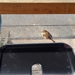 Passer domesticus (House Sparrow) at Jindabyne, NSW - Today by VanceLawrence
