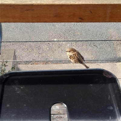 Passer domesticus (House Sparrow) at Jindabyne, NSW - Today by VanceLawrence