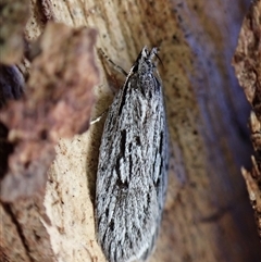 Anomozancla scopariella at Aranda, ACT - 29 Jun 2025 by CathB