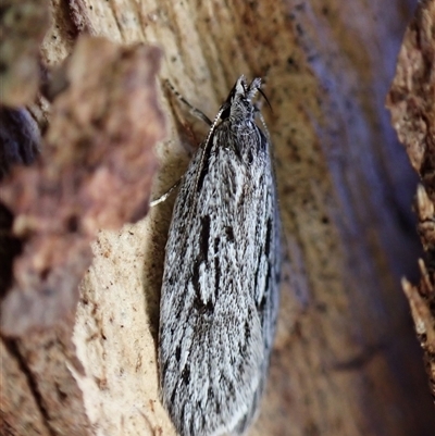 Anomozancla scopariella at Aranda, ACT - 29 Jun 2025 by CathB
