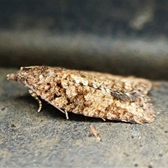 Unverified Tortricid moth (Tortricidae) by CathB