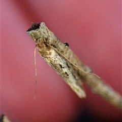 Unverified Moth (Lepidoptera) at Aranda, ACT - 3 Jun 2025 by CathB