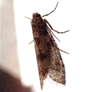 Psychidae (family) MATURE at Cook, ACT - suppressed