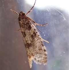 Psychidae (family) MATURE at Cook, ACT - suppressed