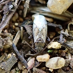 Nysius sp. (genus) at Cook, ACT - 2 Jun 2025 by CathB