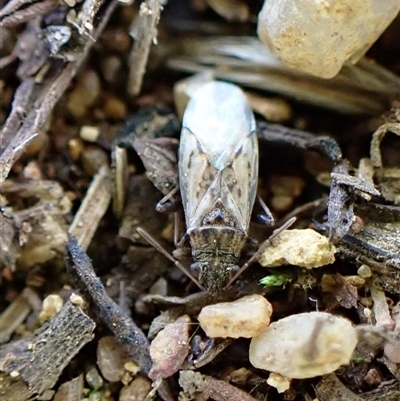 Nysius sp. (genus) at Cook, ACT - 2 Jun 2025 by CathB