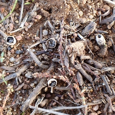 Cyathus stercoreus (Bird's nest fungus) at Cook, ACT - 3 Jun 2025 by CathB