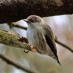 Daphoenositta chrysoptera (Varied Sittella) at Higgins, ACT - Today by MichaelWenke