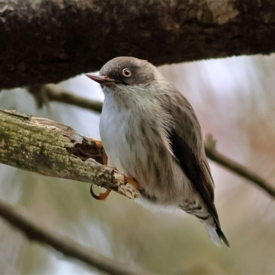 Daphoenositta chrysoptera (Varied Sittella) at Higgins, ACT - Today by MichaelWenke
