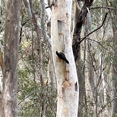 Cormobates leucophaea (White-throated Treecreeper) at Aranda, ACT - Today by kittyvo