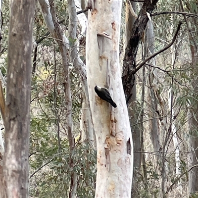Cormobates leucophaea (White-throated Treecreeper) at Aranda, ACT - Today by kittyvo