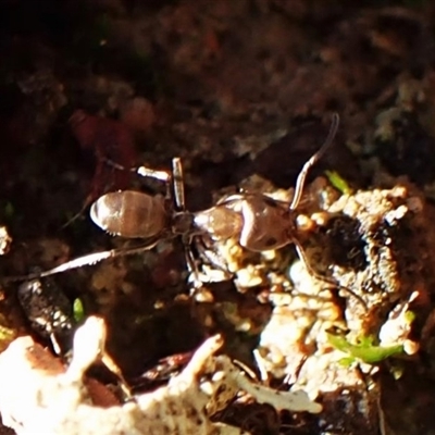 Unverified Ant (Hymenoptera, Formicidae) at Cook, ACT - 28 Jun 2025 by CathB
