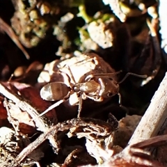 Formicidae (family) at Cook, ACT - 28 Jun 2025 03:31 PM