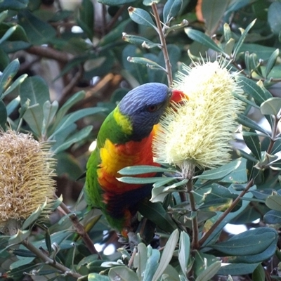 Trichoglossus moluccanus at Evans Head, NSW - 6 Jul 2025 by MatthewFrawley