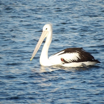 Pelecanus conspicillatus at Evans Head, NSW - 6 Jul 2025 by MatthewFrawley