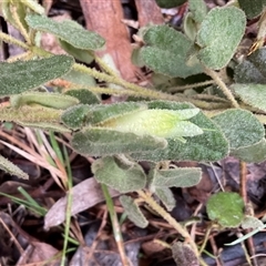 Correa reflexa var. speciosa at Strathnairn, ACT - Today by Jennybach