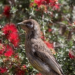 Anthochaera carunculata (Red Wattlebird) at Acton, ACT - 2 Dec 2018 by AlisonMilton