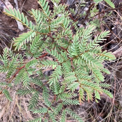 Acacia rubida (Red-stemmed Wattle, Red-leaved Wattle) at Strathnairn, ACT - Today by Jennybach
