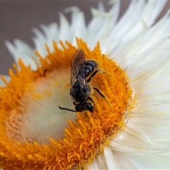 Lasioglossum (Chilalictus) sp. (genus & subgenus) at Acton, ACT - 2 Dec 2018 by AlisonMilton